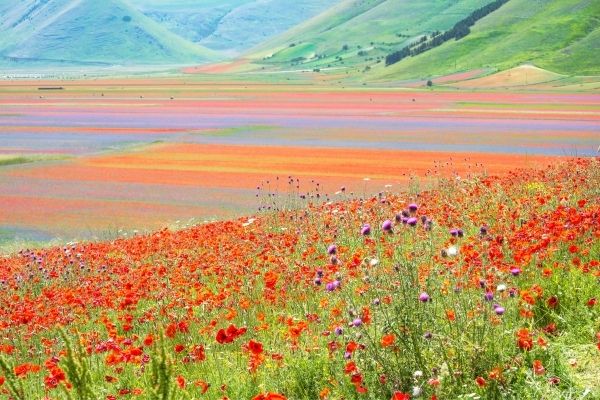 flower fields in Castelluccio Italy