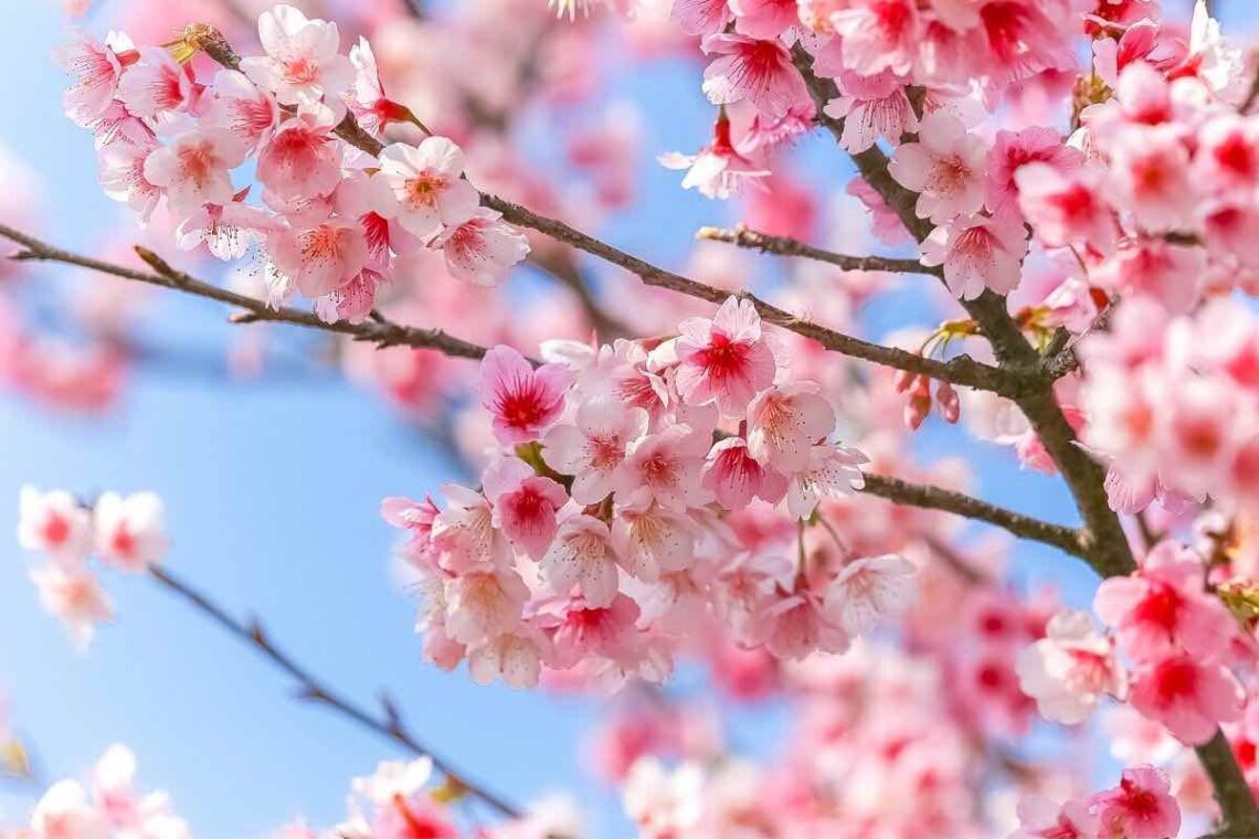 pink cherry blossoms on tree branch
