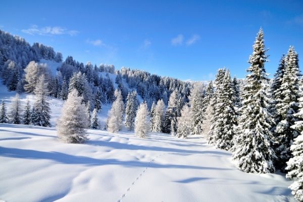 Snow landscape with fir trees