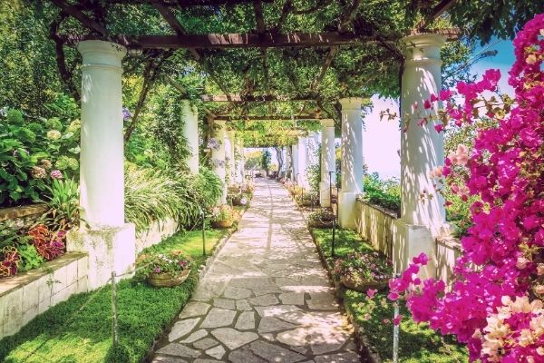 Pergola with pink flowers overlooking the sea, Capri, Italy