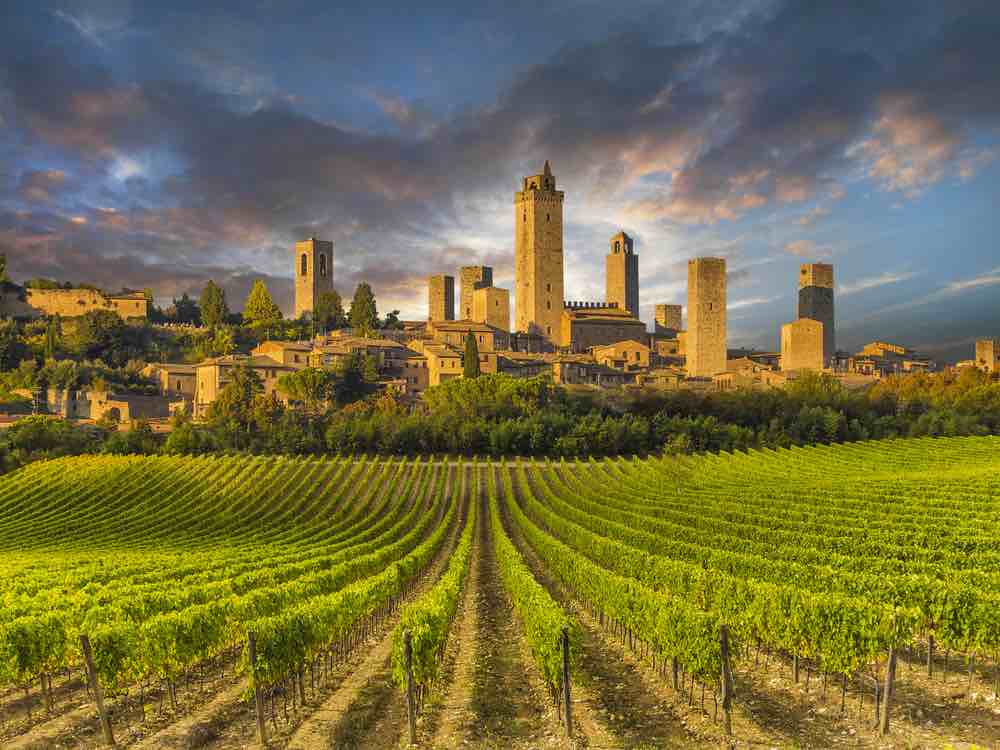vineyard in tuscany