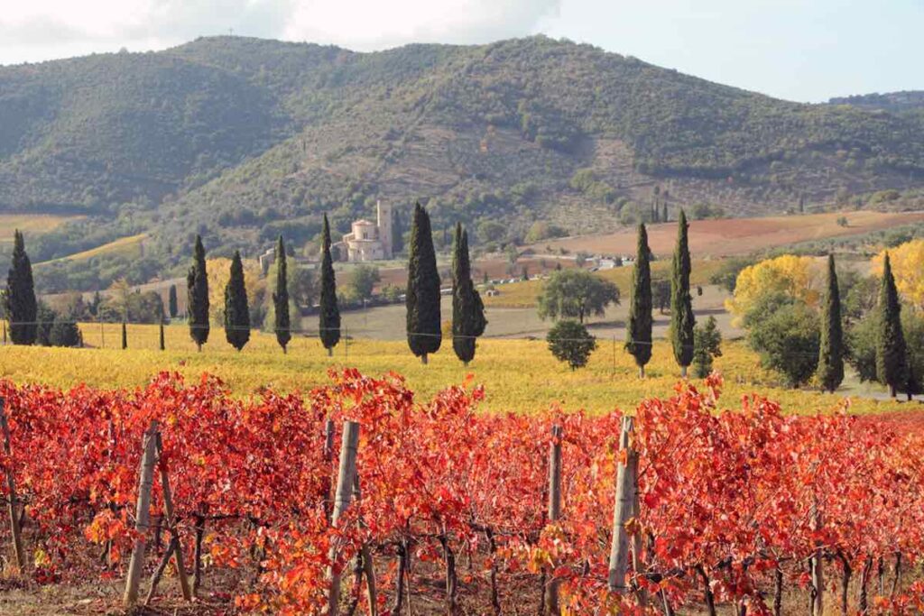 Red vineyard in tuscany in the fall with St Antimo Abbey in the background