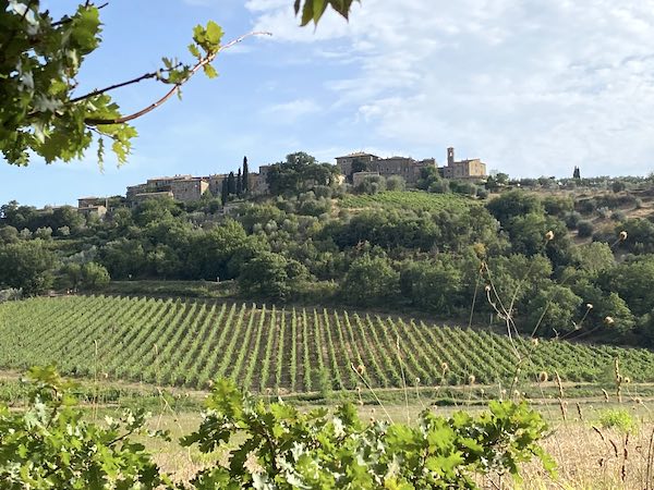 vineyard in Tuscany with hilltop town as a backdrop