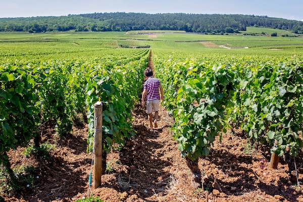 Child walking barefoot in a vineyard