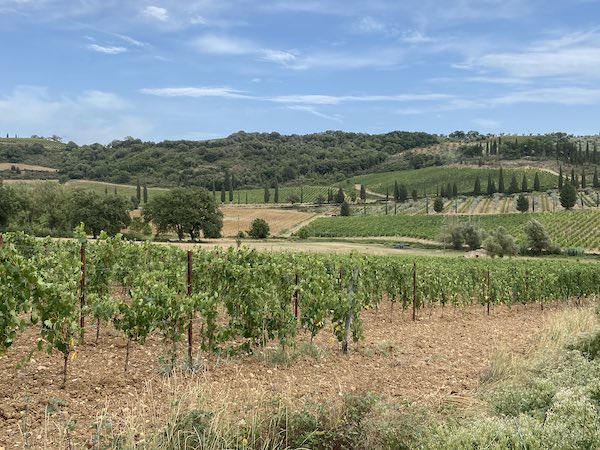 Vineyard in Tuscany, traditional landscape