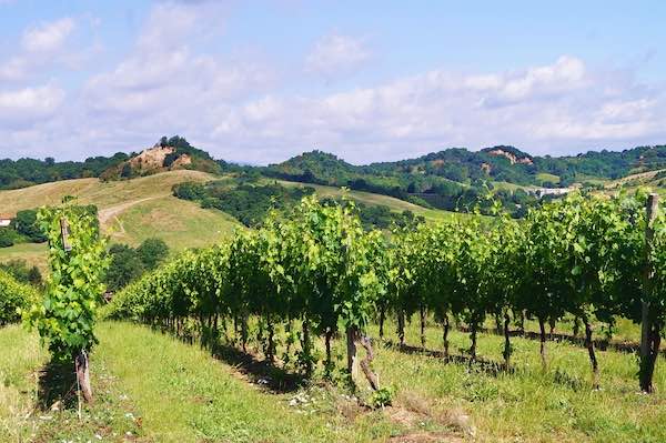 Typical Valdarno Landscape with vines