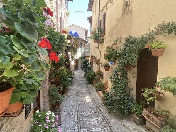 blooming alley in Spello italy