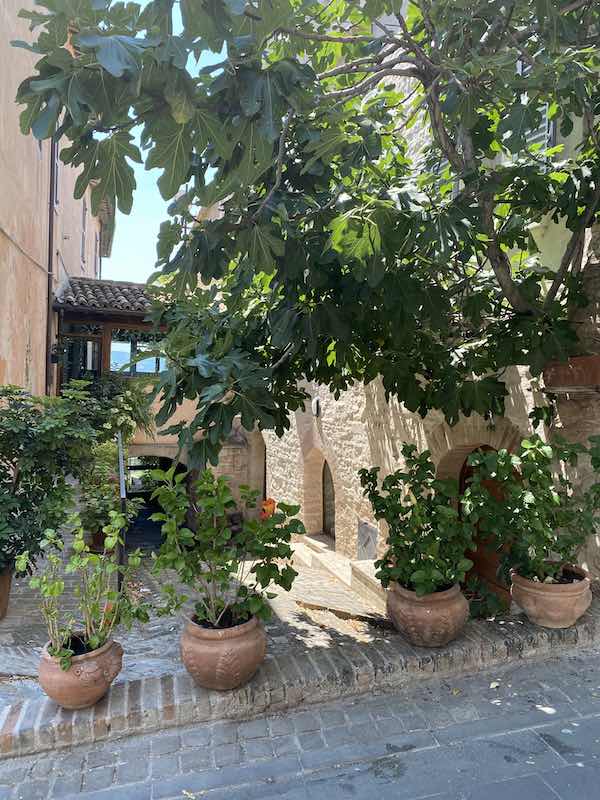 Verdant corner in Spello