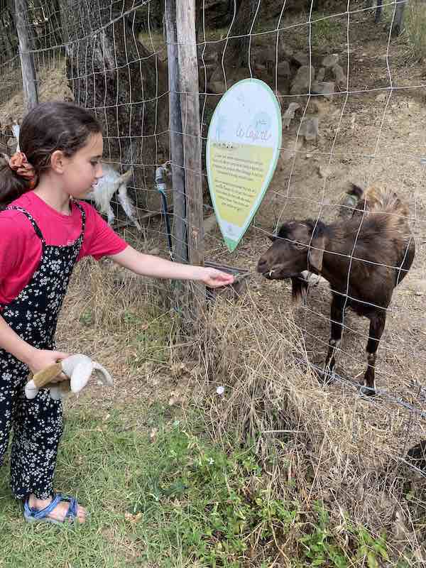 My daughter in a farm in Tuscany, feeding goats