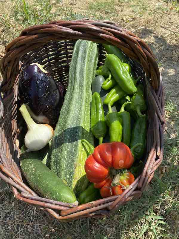 Vegetables in a basket: this is what we picked before communal cooking in Tuscany with the kids in Tenuta Chiudendone